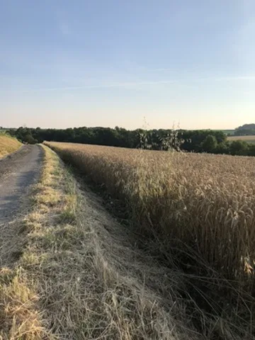 Chemin de campagne près du quartier de la Roue à Rillieux-la-Pape